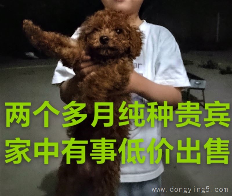 兩個多月純種貴賓