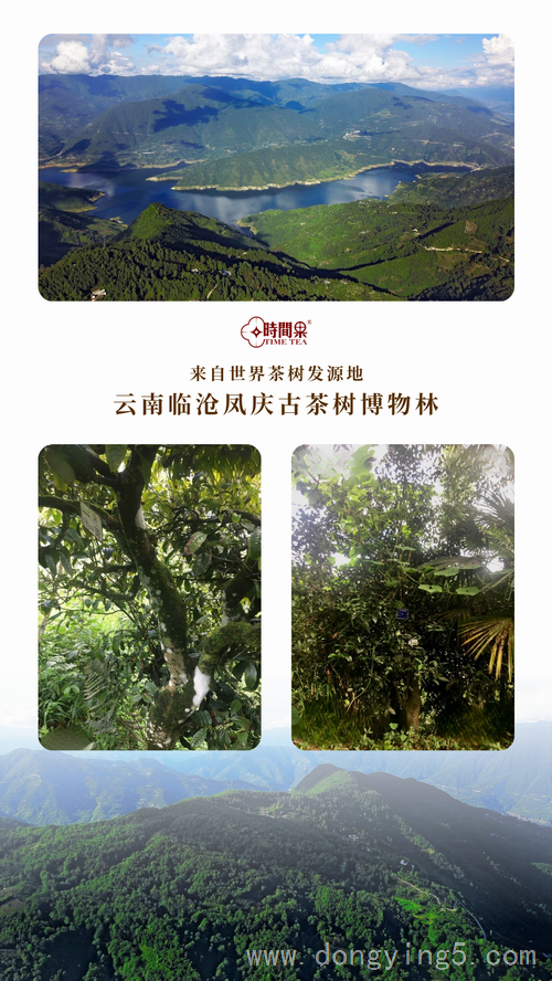 時(shí)間果百年古樹紅茶