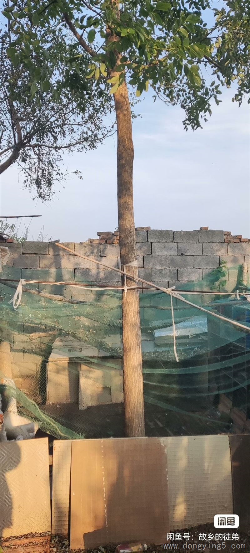 自家庭院周圍種植國槐